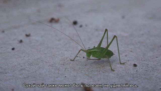 3 необычных эффекта зеленого чая, которые вас удивят смотреть онлайн