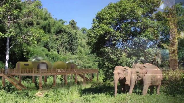Отель среди слонов! Естественная среда и прозрачные номера! смотреть онлайн
