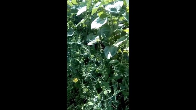 Прогулка по органическому огороду Матвеевой Оксаны. Ангарск.