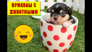 ПРИКОЛЫ про животных, которые вы никогда не забудете. Вы будете смеяться до слез.