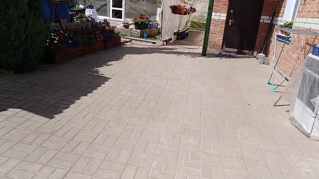 Обзор петуньи через месяц после стрижки. Всходы виолы смотреть онлайн