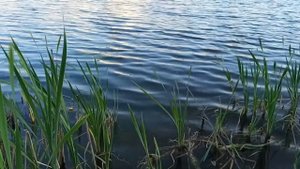 Ловля линя на Малой Кокшаге, Йошкар-ола