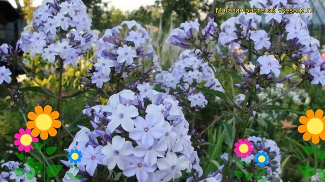 Флокс метельчатый Флидеренциан. Краткий обзор, описание характеристик phlox paniculata Fliderencyan смотреть онлайн
