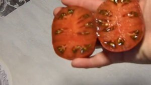 Томат Малиново красный гном. Спелые томаты.