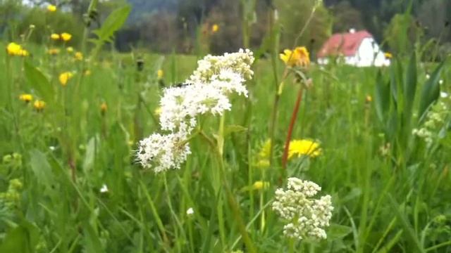 Geissfuss (Aegopodium podagraria) смотреть онлайн