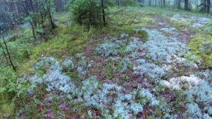 Белые грибы. Июль 2019. Костромская глубинка. Часть 2. Смешанный лес.