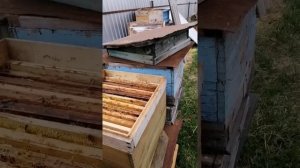 Очистка рамок от прошлогоднего мёда, собираем суш на перетопку