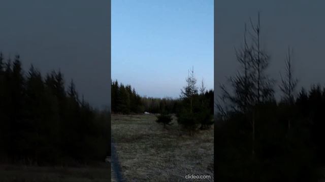 Королевский выстрел