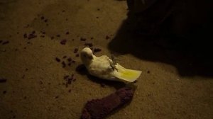 Goffin Cockatoo, Post-Shoe Destruction