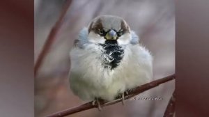 Воробьиная песенка.