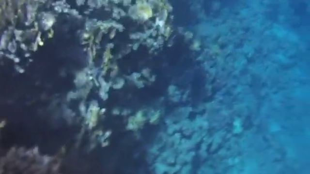 Подводный мир. Флора и фауна Красного моря. Египет