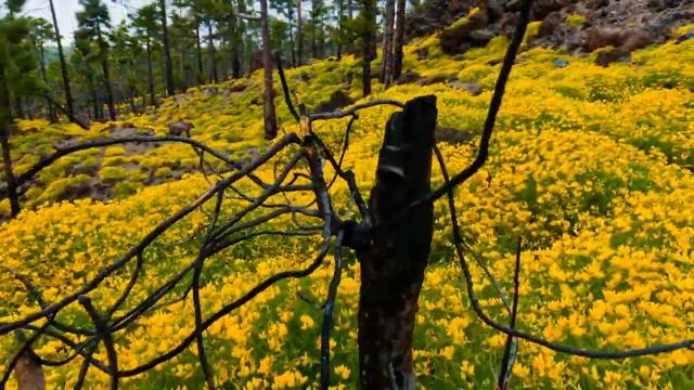 Испания, Эль-Тейде - фантастические виды смотреть онлайн