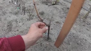 Состояние однолетних саженцев винограда после весенних заморозков.