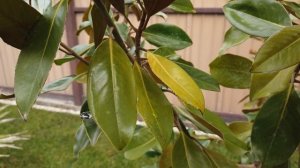 Желтеют листья на магнолии, что делать!