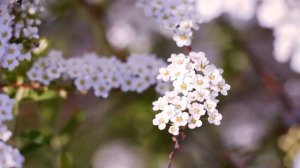 White flowers