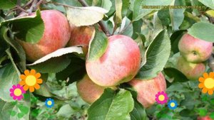 Яблоня Зимнее наслаждение. Краткий обзор, описание характеристик malus domestica Zimnee naslazhdeni