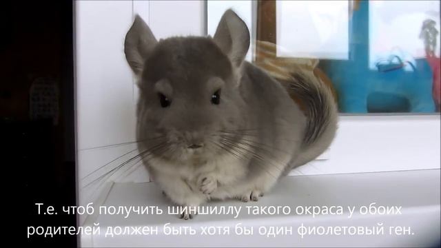 Шиншилла Фиолет. Описание окраса