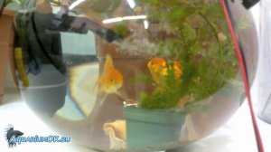 Золотые рыбки в круглом аквариуме. Как правильно содержать золотых рыбок?