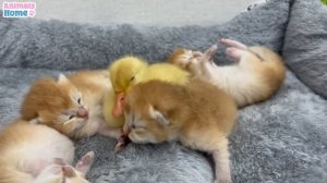 Обезьянка BiBi помогает папе заботится о милых маленьких котят и утят