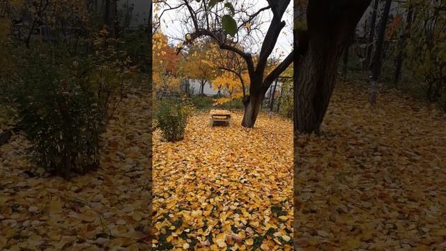 Укрытие на зиму / Как использовать опавшие листья осенью / НАША ДАЧА