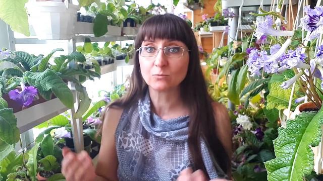 Почему мельчают цветы стрептокарпуса.