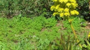 Эоиниум древовидный-Aeonium arboreum Кирьят-Ям.Израиль.