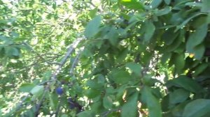 Правильная обрезка сливы и подбор сорта. Урожай всегда!