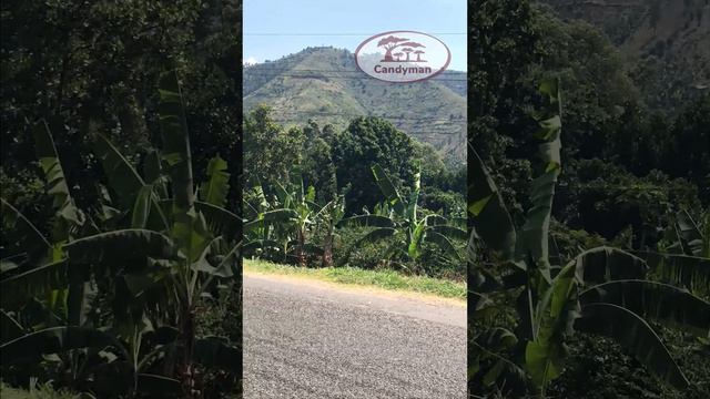 Farm coffee, Africa