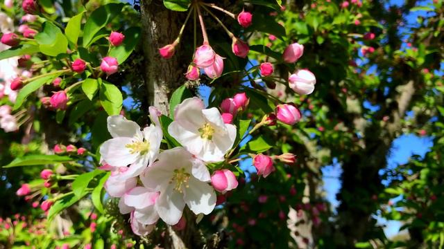 "F#" minor backing track-RAV Vast B Celtic Minor-"Counterpoints" HD 1080p смотреть онлайн