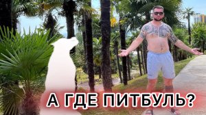 Сочи. В отпуск без питбуля