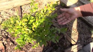 Голубика. Мой опыт выращивания.