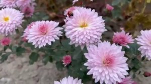 Красивые цветы хризантемы розовые