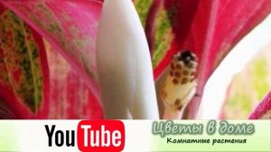 Как и когда цветёт Аглаонема.
