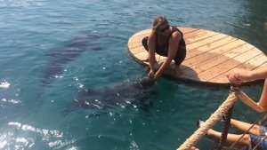 интересно дрессированные дельфины как их кормят