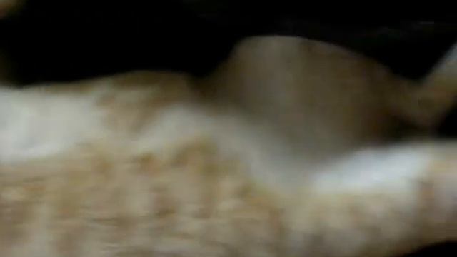 Самый сонный рыжий кот. смотреть онлайн