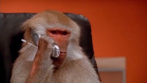 Обезьяна с телефоном... Начальник слушает вас))