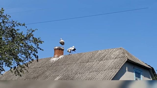 Лелеки! Подивіться зблизка, як годують дитинча, клекочуть і літають над хатами😍 смотреть онлайн