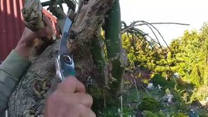 Как правильно удалять лишние ветки на декоративные деревьях