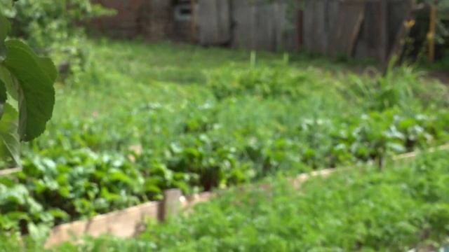 Дом для пожилых людей Ижевск. Пансионат Сиреневый сад смотреть онлайн