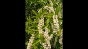 ИТЕЯ (ITEA) сем. Эскаллониевые