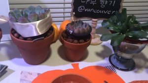 20.처치가 필요한 다육/흑왕자/핑크자라고사/은파금/흑토이/Vancouver Succulents