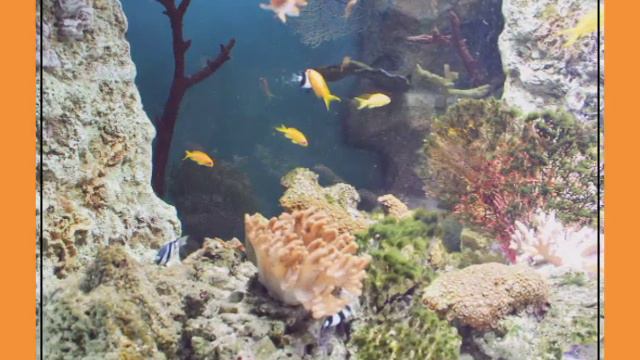 Океанариум. г. Екатеринбург. смотреть онлайн