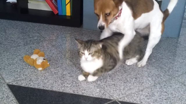 cat and dog's love смотреть онлайн