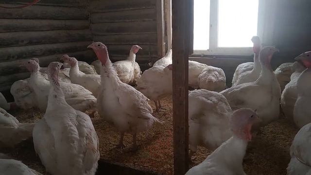 Наша тушёнки из индейки. смотреть онлайн