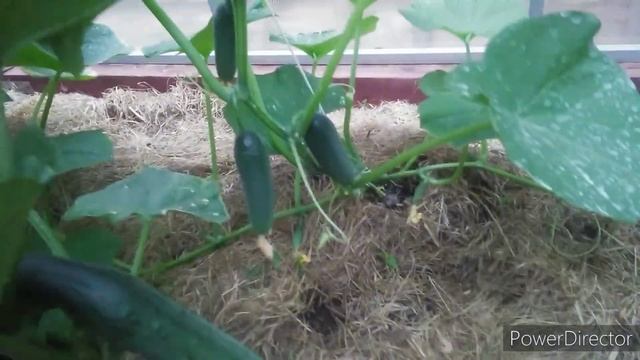 Любимая Дача 21 июня 2022 г / Цветы смотреть онлайн