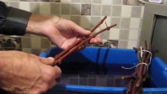 Хранение черенков винограда в холодильнике. смотреть онлайн