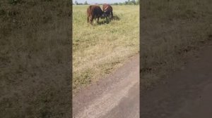 Как работает электропастух