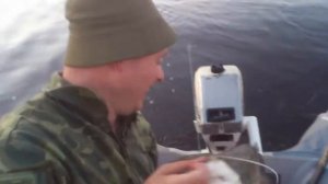 ладожские сомы