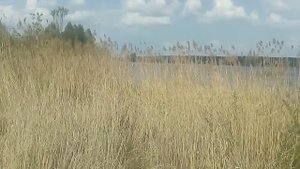 Натаска дратхаара