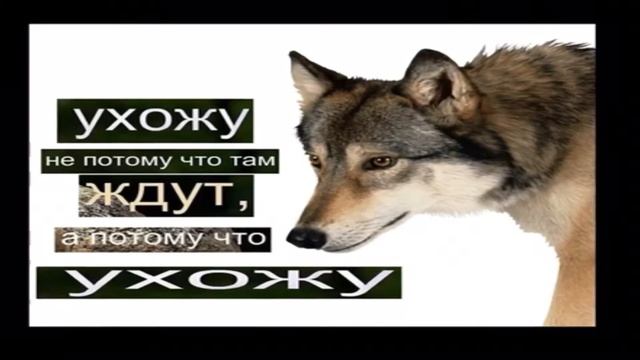 Цитата настоящего волка ухожу не потому что ждут , а потому что ухожу смотреть онлайн